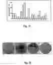 Fig. 16 - Flavivirus vaccine delivery system