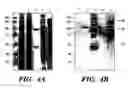 Fig. 10 - Genetically engineered clostridial genes, proteins encoded by the engineered genes, and uses thereof