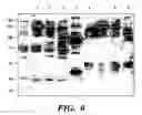 Fig. 12 - Genetically engineered clostridial genes, proteins encoded by the engineered genes, and uses thereof