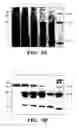 Fig. 13 - Genetically engineered clostridial genes, proteins encoded by the engineered genes, and uses thereof