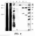 Fig. 15 - Genetically engineered clostridial genes, proteins encoded by the engineered genes, and uses thereof