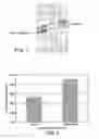 Fig. 02 - Method of improving the skin barrier function of a pet