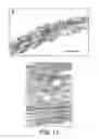 Fig. 07 - Method of improving the skin barrier function of a pet