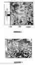 Fig. 02 - Thermosensitive polymers for therapeutic use and methods of preparation
