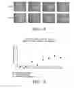 Fig. 04 - Microprojection arrays with improved biocompatibility