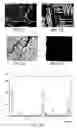Fig. 02 - Method for treating a bone defect with an organic/inorganic composite