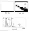 Fig. 09 - Method for treating a bone defect with an organic/inorganic composite