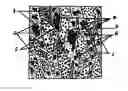 Fig. 01 - Three-dimensional imitation stone pattern ceramic slab containing micropowder pattern and its manufacturing method and product thereof