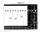 Fig. 03 - Decorative film and method of manufacturing