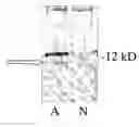 Fig. 01 - Methods for diagnosing htlv-i-mediated diseases