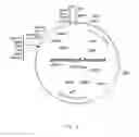 Fig. 02 - Nucleotide sequences of coryneform bacteria coding for proteins involved in l-serine metabolism and method for producing l-serine
