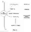 Fig. 06 - Molecular detection systems utilizing reiterative oligonucleotide synthesis
