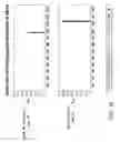 Fig. 28 - Chip-based speciation and phenotypic characterization of microorganisms