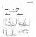 Fig. 34 - Immunogen