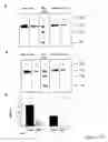 Fig. 35 - Immunogen