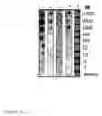 Fig. 10 - Applications with and methods for producing selected interstrand cross-links in nucleic acids