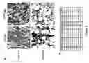 Fig. 10 - Methods and compositions for modulating CHK2 pathways and methods for screening for same
