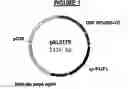 Fig. 02 - Processes for purifying and for detecting target double-stranded DNA sequences by triple helix interaction