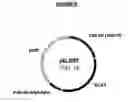 Fig. 07 - Processes for purifying and for detecting target double-stranded DNA sequences by triple helix interaction