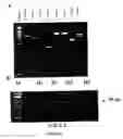 Fig. 07 - Reversible association of nucleic acid with a carboxylated substrate