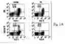 Fig. 02 - Protein a based binding domains with desirable activities