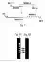 Fig. 10 - Protein a based binding domains with desirable activities