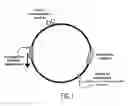 Fig. 02 - Methods and compositions for directed gene assembly