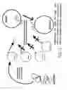 Fig. 12 - Methods and compositions for directed gene assembly