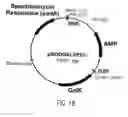 Fig. 20 - Methods and compositions for directed gene assembly