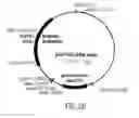 Fig. 22 - Methods and compositions for directed gene assembly