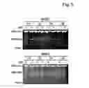 Fig. 06 - Newly identified cholinephosphotransferases and ethanolaminephosphotransferases