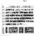 Fig. 09 - Newly identified cholinephosphotransferases and ethanolaminephosphotransferases