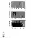 Fig. 10 - hSLIM modulates immune responses