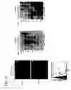 Fig. 12 - hSLIM modulates immune responses