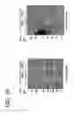 Fig. 23 - hSLIM modulates immune responses