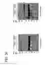 Fig. 24 - hSLIM modulates immune responses