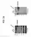 Fig. 45 - hSLIM modulates immune responses