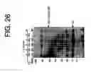 Fig. 47 - hSLIM modulates immune responses