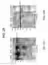 Fig. 50 - hSLIM modulates immune responses