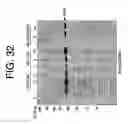 Fig. 53 - hSLIM modulates immune responses