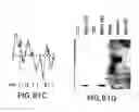 Fig. 167 - Novel genes encoding proteins having prognostic, diagnostic, preventive, therapeutic, and other uses