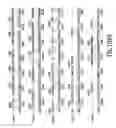 Fig. 231 - Novel genes encoding proteins having prognostic, diagnostic, preventive, therapeutic, and other uses