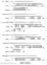 Fig. 428 - Novel genes encoding proteins having prognostic, diagnostic, preventive, therapeutic, and other uses