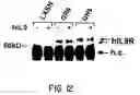 Fig. 16 - Nucleic acid encoding an interleukin-9 receptor variant