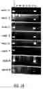 Fig. 17 - Nucleic acid encoding an interleukin-9 receptor variant