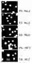 Fig. 20 - Nucleic acid encoding an interleukin-9 receptor variant