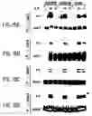 Fig. 22 - Nucleic acid encoding an interleukin-9 receptor variant