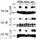 Fig. 23 - Nucleic acid encoding an interleukin-9 receptor variant