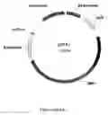 Fig. 07 - Variant CBH2 cellulases