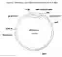 Fig. 08 - Variant CBH2 cellulases